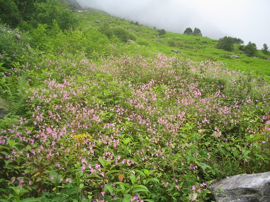 valley of flowers uttarakhand