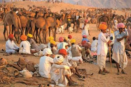 Cattle Fair Pushkar