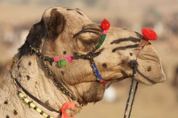 Camel at Pushkar Camel Fair