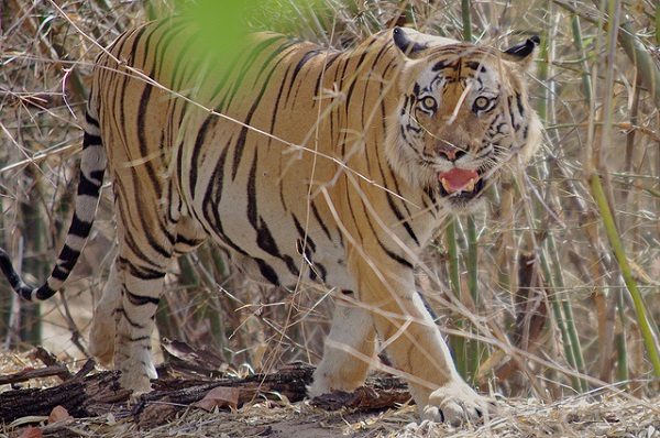 tiger at bandhavgarh