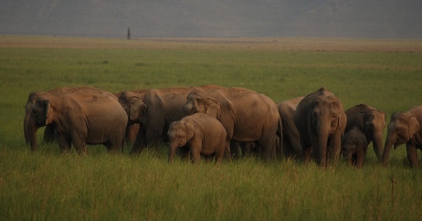 elephants at corbett