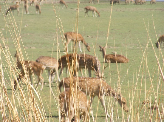 ranthambore-deer-grazing