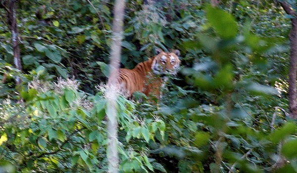 tiger at corbett