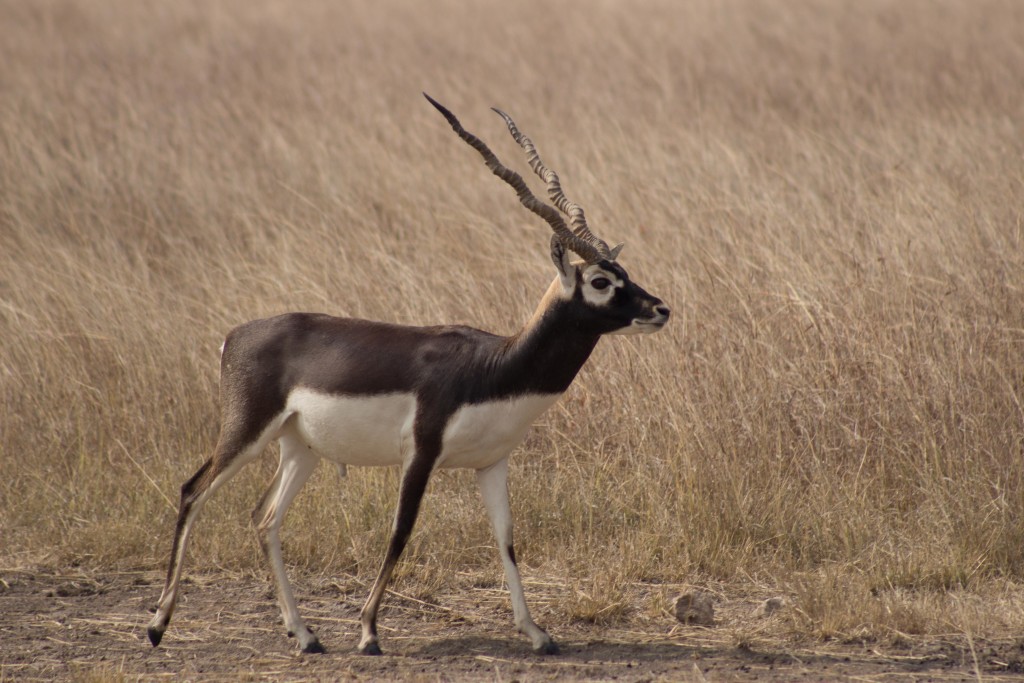 Black buck National Park, Velavadar