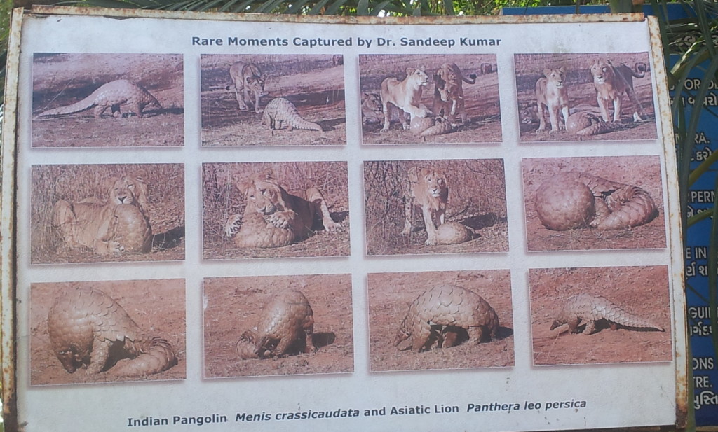 Lion and Pangolin, as captured by Dr Sandeep Kumar