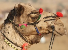camel fair