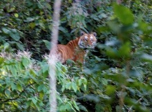 tiger at corbett