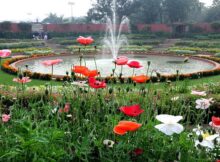 Amrit Udyan (Mughal Gardens)