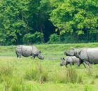 Kaziranga National Park Assam