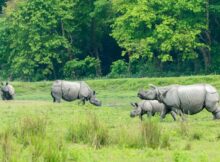 Kaziranga National Park Assam